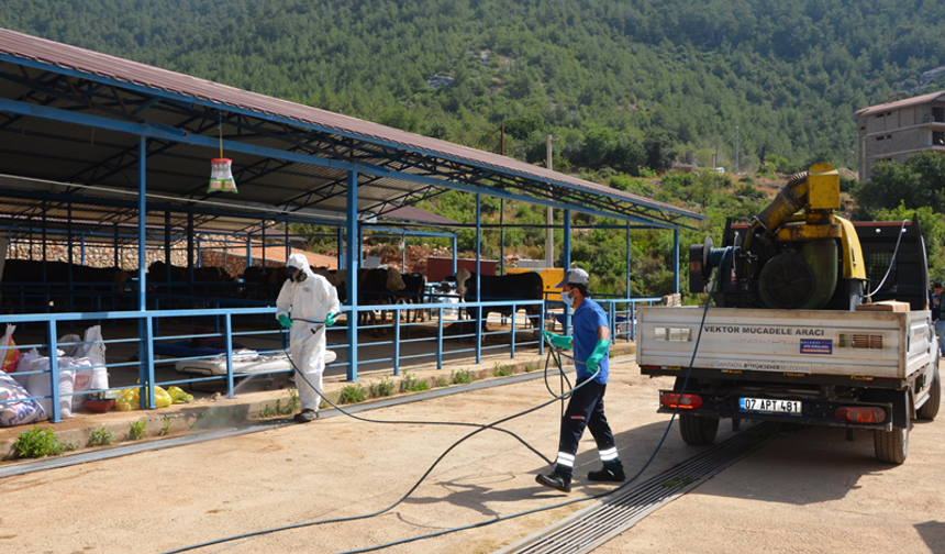 Büyükşehir, Alanya’da Kurban Pazar Yerlerini İlaçlıyor